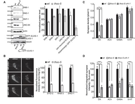 The THO Complex Coordinates Transcripts for Synapse